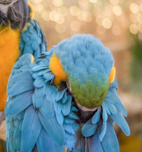 Las aves y los reptiles lloran lágrimas similares a los humanos según una nueva investigación