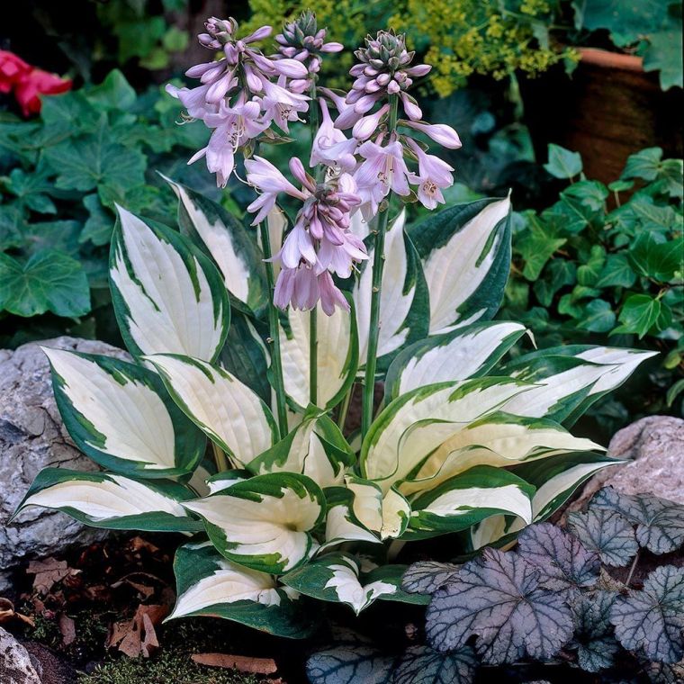 los jardines lunares hosta