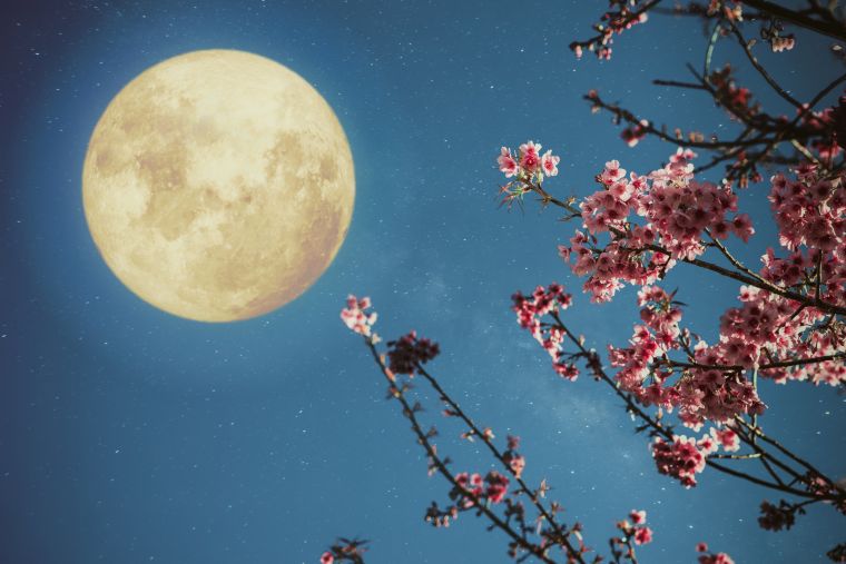 los jardines lunares magicos