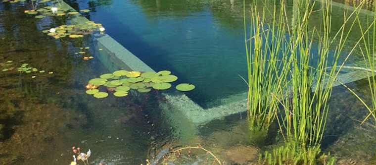piscina natural diversas plantas