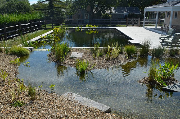 piscina natural plantas
