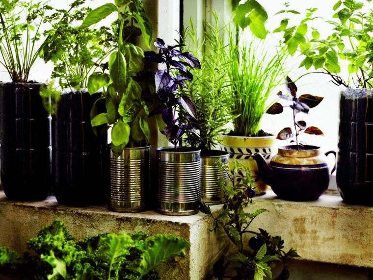 plantas-hierbas-jardin-ideas