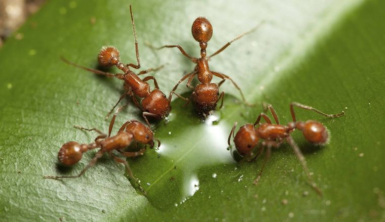 primeros auxilios hormigas
