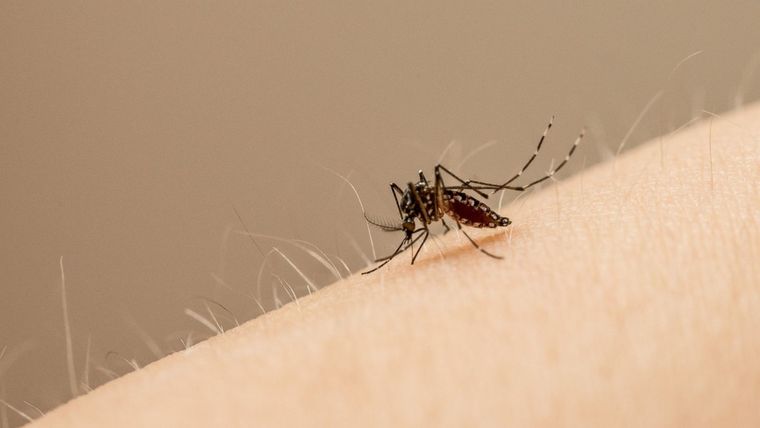 primeros auxilios mosquito