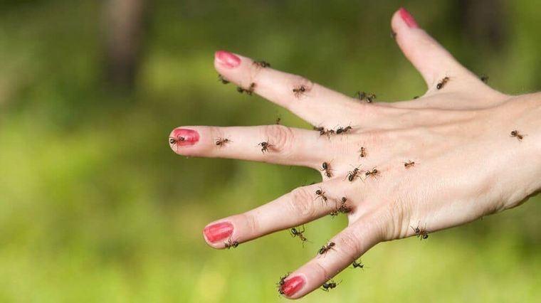 primeros auxilios picadas de hormigas