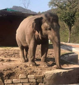 El elefante más solitario del mundo finalmente encontrará amigos