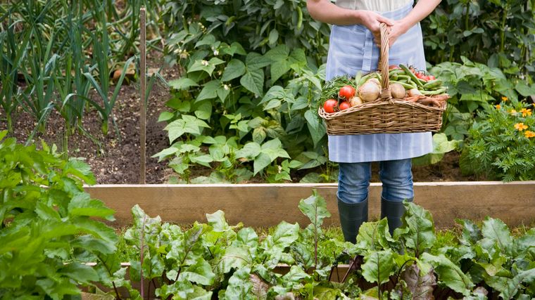 Huerto ecológico – ¿Cómo crear un pequeño huerto urbano?