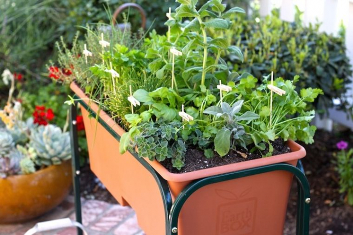 Huerto ecológico – ¿Cómo crear un pequeño huerto urbano?