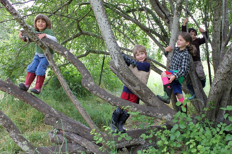actividades de aventura trepar arbol