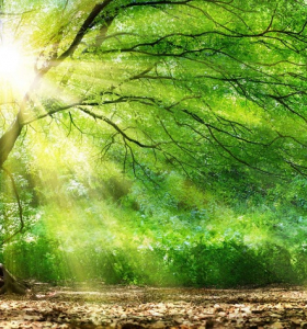 ¿Qué árboles proporcionan la mejor protección UV?