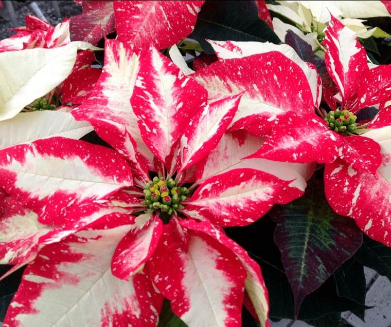 Flor de navidad cuidados-blanco-rojo