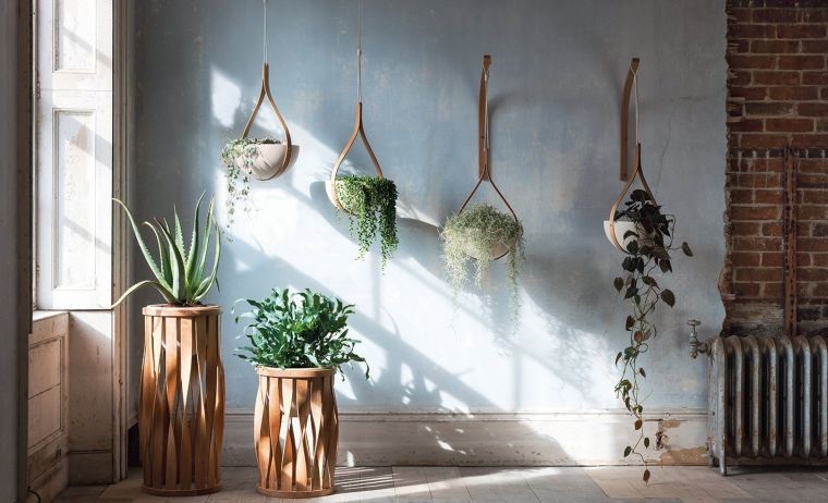 japandi plantas en el interior