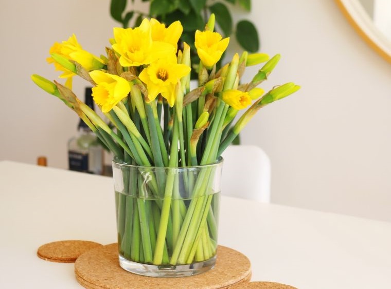 Ideas para decorar tu hogar con hermosas flores de narciso
