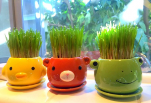 Pasto de trigo para una hermosa y fresca decoración para probar en