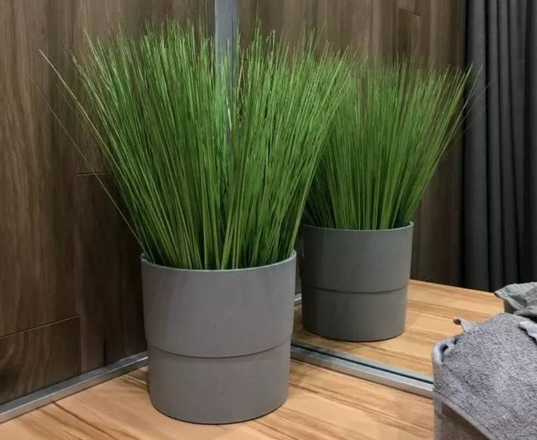 Pasto de trigo para una hermosa y fresca decoración para probar en