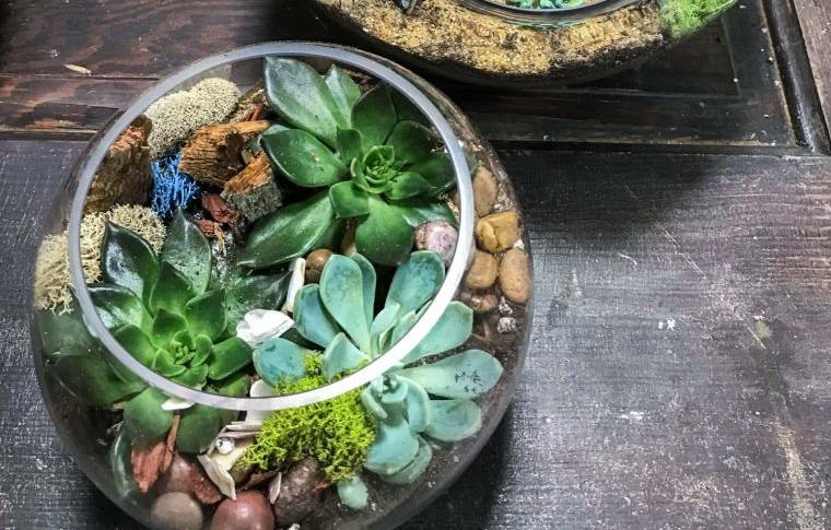terrarios de cristal pequeños jardines