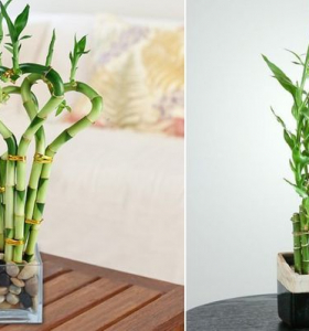 Decoración con bambú – Hermosa planta con mucho simbolismo