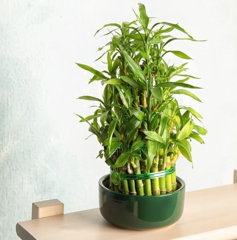 decoración con bambú naturaleza interior hogar