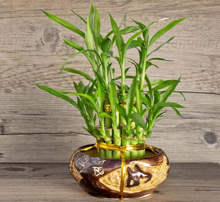 decoración con bambú planta versatil