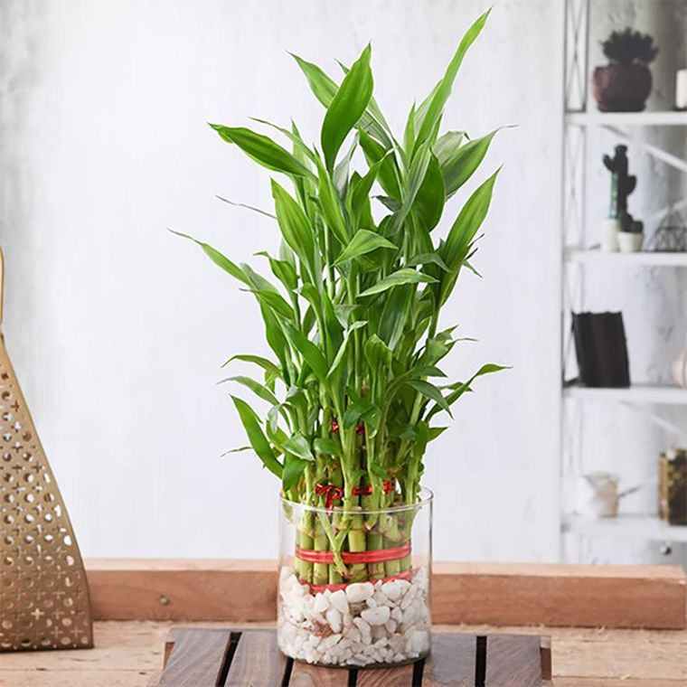decoración con bambú suerte