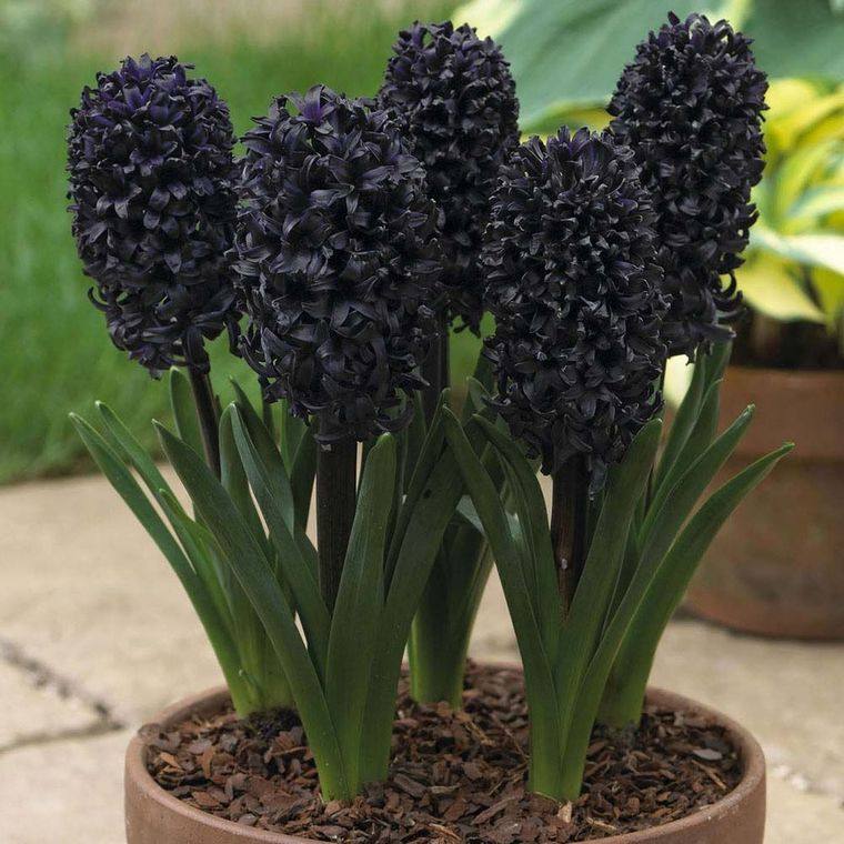 flores de jacinto color negro