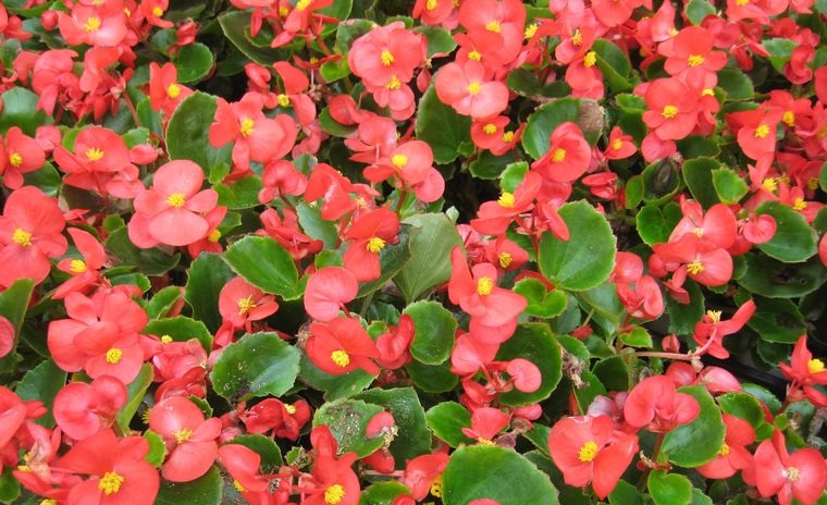 Plantas de sol para un hermoso y colorido jardín de verano