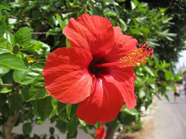 Plantas De Sol Para Un Hermoso Y Colorido Jardín De Verano 