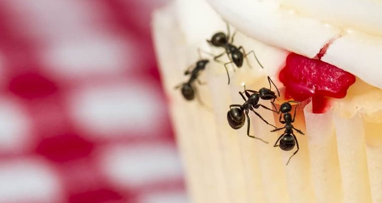 hormigas en casa como eliminarlas