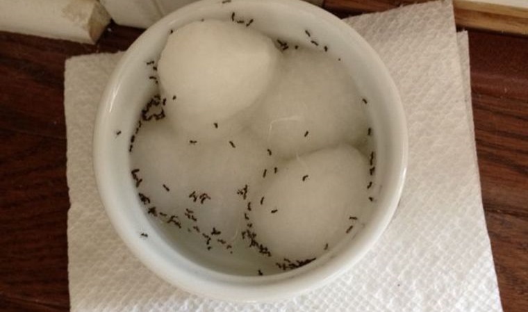 hormigas en casa eliminar con acido borico
