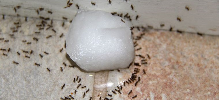 hormigas en casa eliminar con borax