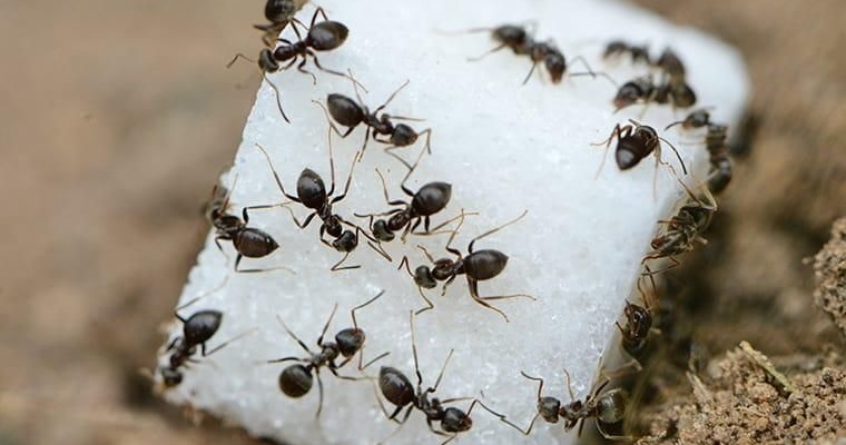 hormigas en casa eliminar con opciones caseras