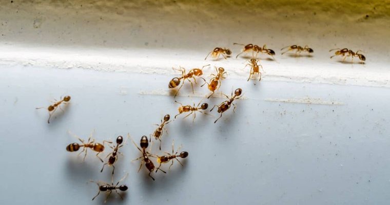 hormigas en casa eliminar remedios caseros