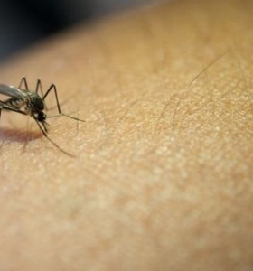 Mosquitos – Cómo lidiar con ellos de manera natural