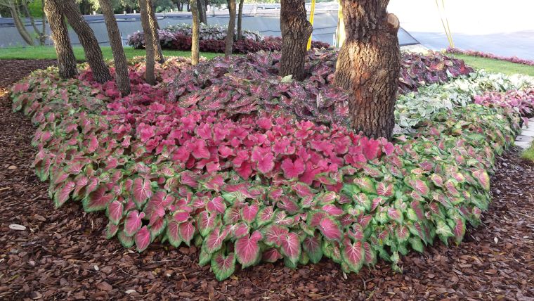 plantas de sombra caladium