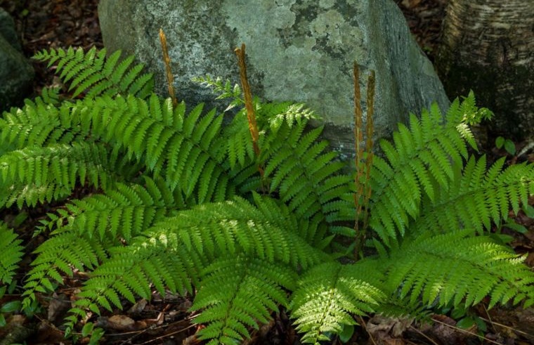 plantas de sombra helechos