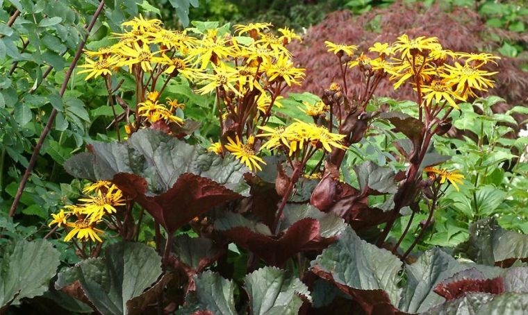 plantas de sombra ligularia