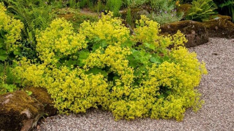 plantas de sombra manto de dama
