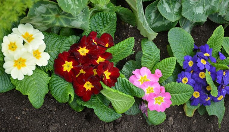 plantas de sombra primrose