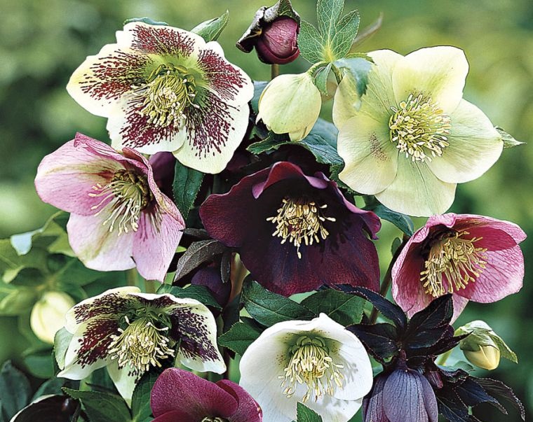 plantas de sombra rosas de cuaresma