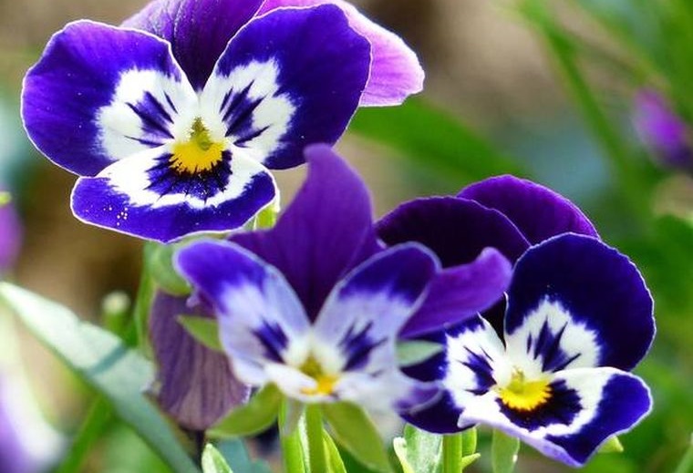 plantas de sombra viola