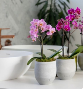 Cultivo de orquideas - Formas fáciles de cultivar una orquídea en casa