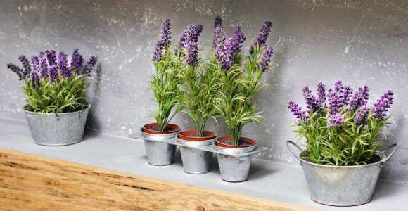 Lavanda-cultivo-variedad-tamano-ideas