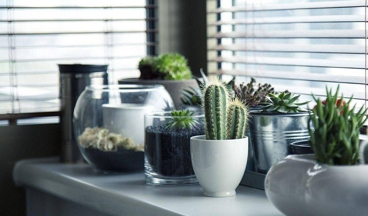 cactus-cultivo-casa-ideas