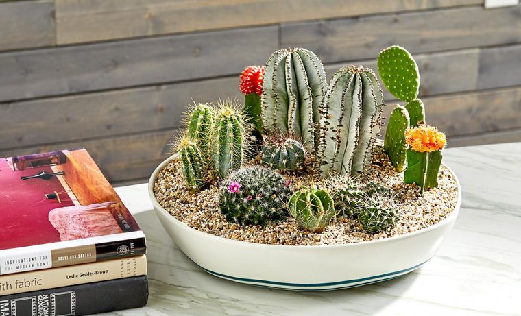 cactus de interior agrupados