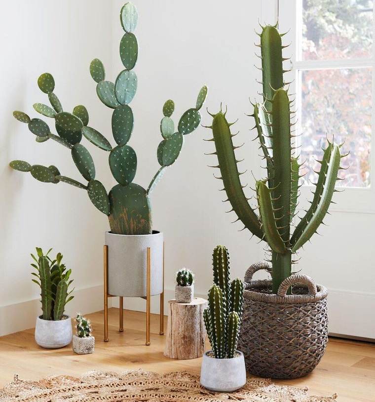 cactus de interior distribucion adecuada