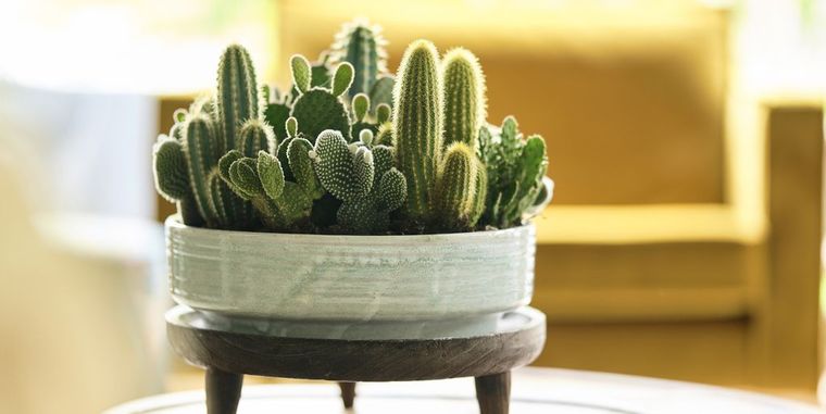 cactus de interior en mesa de centro