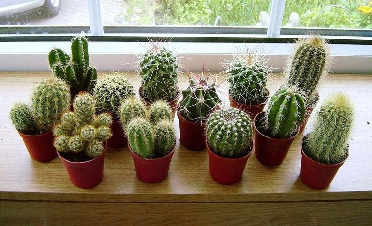 cactus de interior para dar vida al espacio