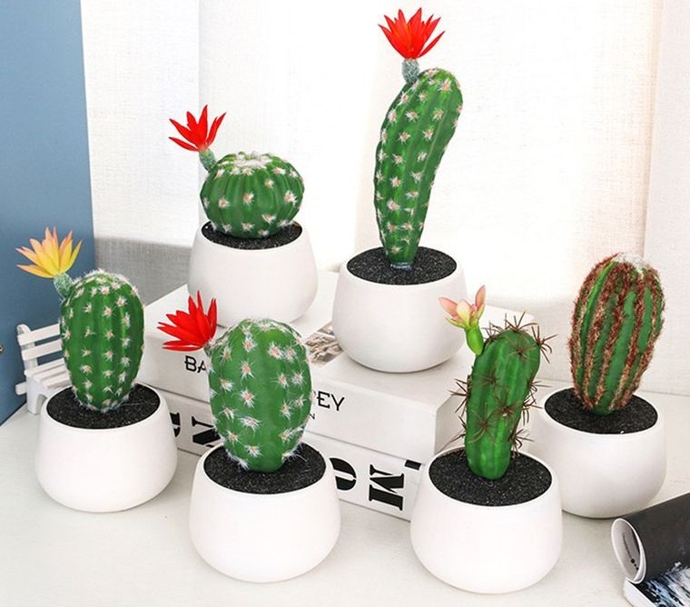 cactus de interior plantas pequeñas