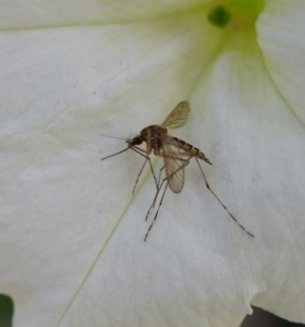 Cómo ahuyentar mosquitos en tu espacio al aire libre