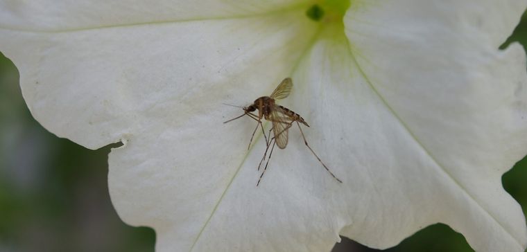 cómo ahuyentar mosquitos en jardin